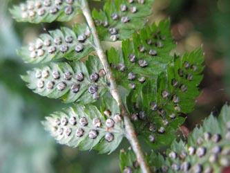 Dryopteris_deweveri_HagenFarne_130713_ja36.jpg