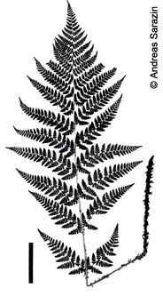 Dryopteris_dilatata_AS254l.jpg