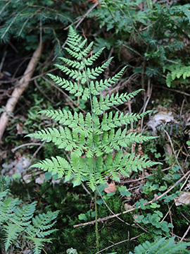 Dryopteris_dilatata_EN-Peddenoede_280818_ja02.jpg