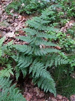 Dryopteris_dilatata_HagenFarne_130713_ja06.jpg