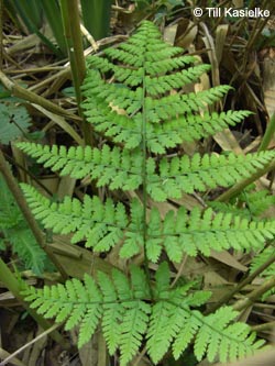 Dryopteris_dilatata_HiesfelderWald010509_TK01.jpg