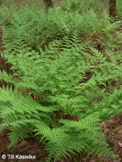 Dryopteris_dilatata_HiesfelderWald010509_TK02.jpg