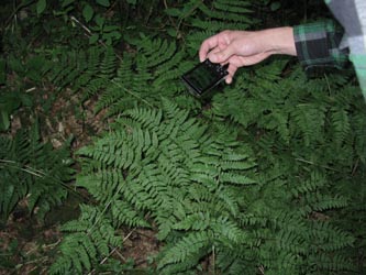 Dryopteris_expansa_HagenFarne_130713_ja30.jpg