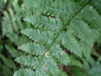Dryopteris_expansa_HagenFarne_130713_ja31.jpg
