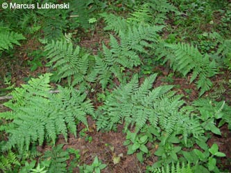 Dryopteris_expansa_MKHalverWildeEnnepe2011%20_ML01.jpg