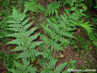 Dryopteris_expansa_MKHalverWildeEnnepe2011%20_ML02.jpg