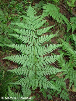 Dryopteris_expansa_MKHalverWildeEnnepe2011%20_ML04.jpg