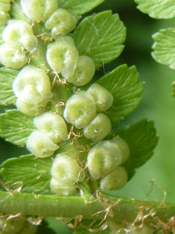 Dryopteris_filix-mas_Bergheim_110616_ho02.jpg