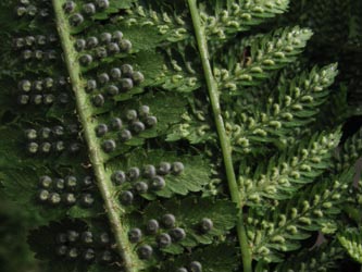 Dryopteris_filix_mas_Athyrium_filix-femina_HagenFarne_130713_ja29.jpg