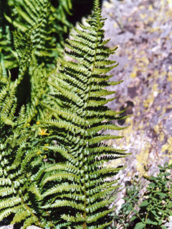 Dryopteris_oreades_Andorra_2005_ML01.jpg