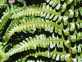 Dryopteris_oreades_Andorra_2005_ML01_2.jpg