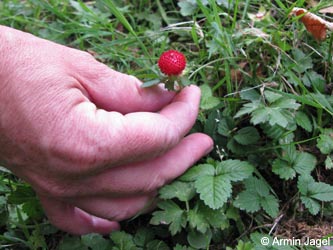 Duchesnea_indica_BOInnenstadt170710_ja02.jpg