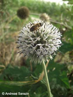 Echinops_exaltatus_Elbe2008_4_AS01.jpg