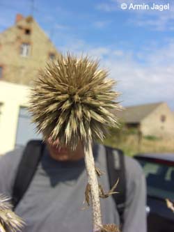 Echinops_sphaerocephalus_SalzstellenSuelze_ElbeEx2008_ja01.jpg