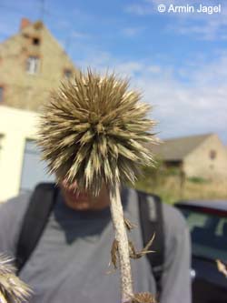 Echinops_sphaerocephalus_SalzstellenSuelze_ElbeEx2008_ja01.jpg