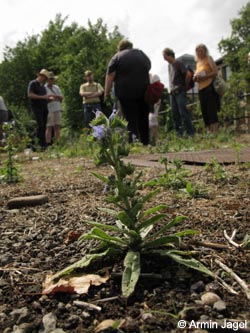 Echium_vulgare_BOInnenstadt170710_ja01.jpg