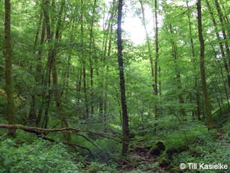 Eifel2012_07_Ahornschluchtwald_Wolfsschlucht_Mosenberg_090612_TK70.jpg