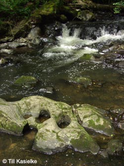 Eifel2012_07_Kolke_Kleine_Kyll_090612_TK90.jpg