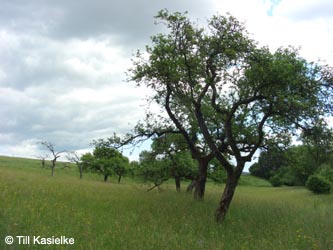 Eifel2012_07_Mosenberg_090612_TK51.jpg