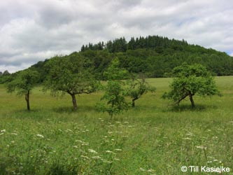 Eifel2012_07_Mosenberg_090612_TK54.jpg