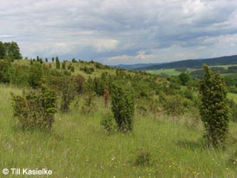 Eifel2012_10_Hoenselberg_100612_TK20.jpg