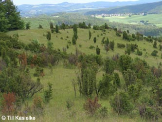 Eifel2012_10_Hoenselberg_100612_TK49.jpg