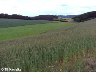 Eifel2012_10_Trockental_Hoenselberg_100612_TK66.jpg