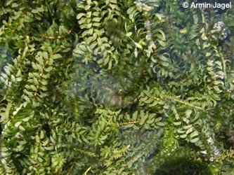 Elodea_canadensis_BGD_ja04.jpg