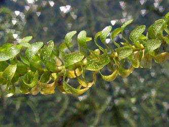 Elodea_canadensis_ja02.jpg