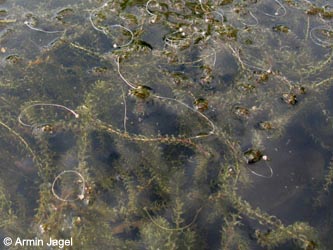 Elodea_nuttalii_Teich2_Grube7_080613_ja02.jpg