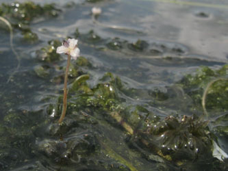 Elodea_nuttallii_DURhein040812_ja04.jpg