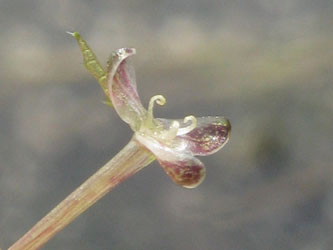 Elodea_nuttallii_DURhein040812_ja06.jpg