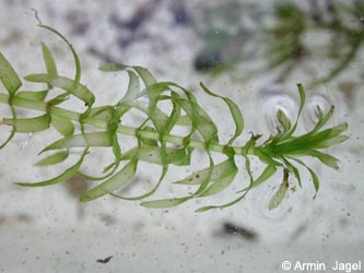 Elodea_nuttallii_KemnaderStausee_ja01.jpg