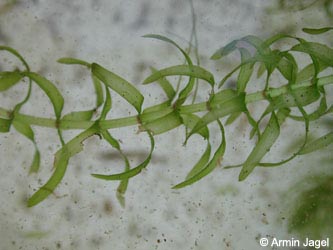 Elodea_nuttallii_mailand070818_10_ja.jpg