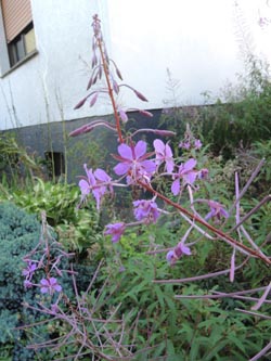 Epilobium_angustifolium_Bochum_Hoentrop_230714_TK01.jpg