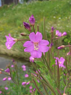 Epilobium_hirsutum_DOHoerdePhoenixsee210712_TK02.jpg