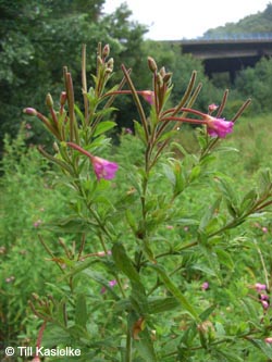 Epilobium_hirsutum_GeoTag_240711_TK17.jpg