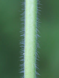 Epilobium_hirsutum_Schlupkothen_020716_CB02.jpg