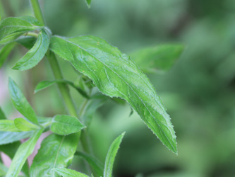 Epilobium_hirsutum_Schlupkothen_020716_CB03.jpg