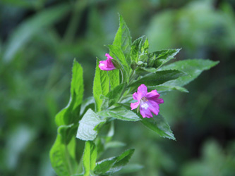 Epilobium_hirsutum_Schlupkothen_020716_CB04.jpg