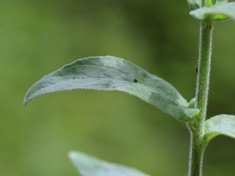 Epilobium_parviflorum_Schlupkothen_020716_CB02.jpg