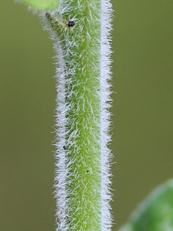 Epilobium_parviflorum_Schlupkothen_020716_CB04.jpg