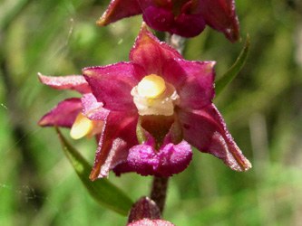 Epipactis_atrorubens_Altenberg_NRW_2014_ML01.jpg