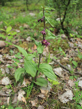 Epipactis_atrorubens_Geseke_060617_VU01.jpg