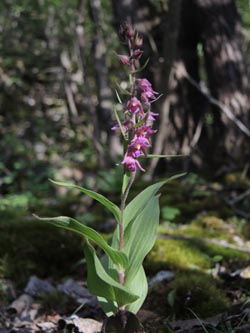 Epipactis_atrorubens_Geseke_270615_ja11.jpg