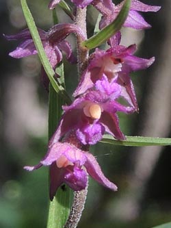 Epipactis_atrorubens_Geseke_270615_ja11_2.jpg