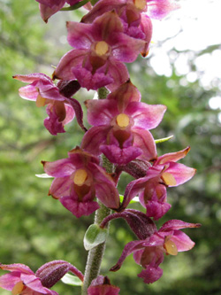 Epipactis_atrorubens_Steiermark_2013_ML01.jpg