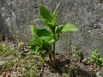 Epipactis_helleborine_200510_ho01.jpg