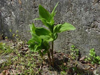 Epipactis_helleborine_200510_ho01.jpg