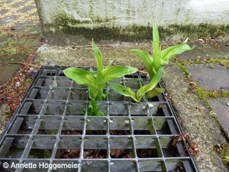 Epipactis_helleborine_BGBO130613_ho01.jpg